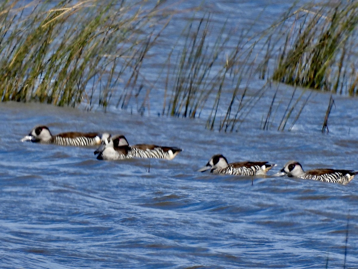 Malacorhynque à oreilles roses - ML646729079