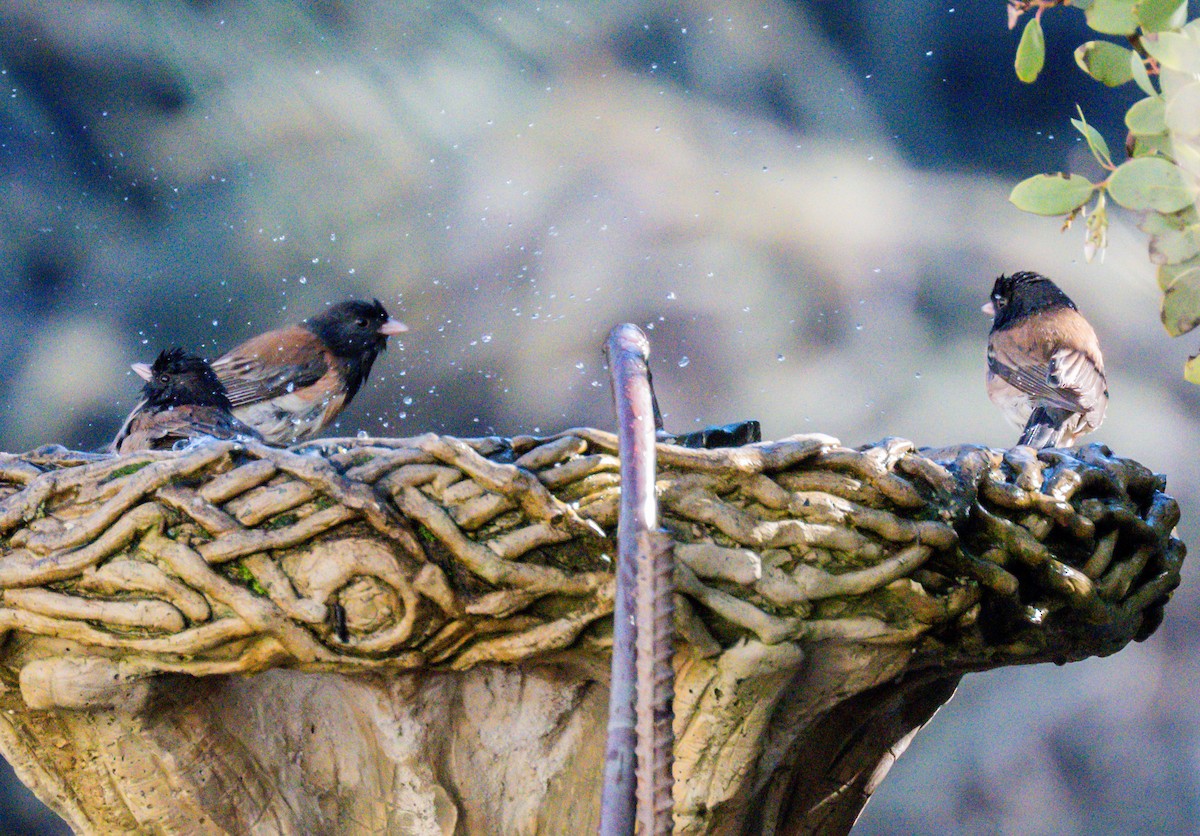 Dark-eyed Junco - ML646729080