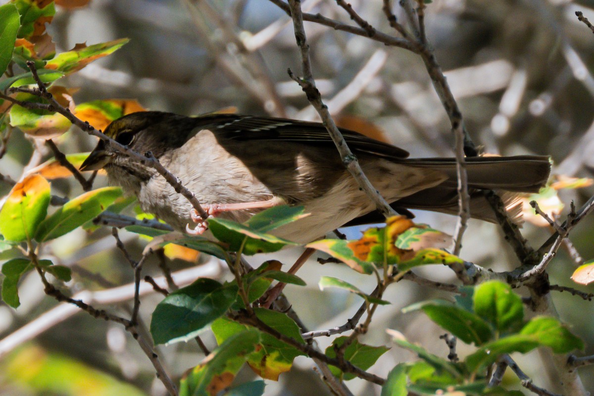 Golden-crowned Sparrow - ML646729081