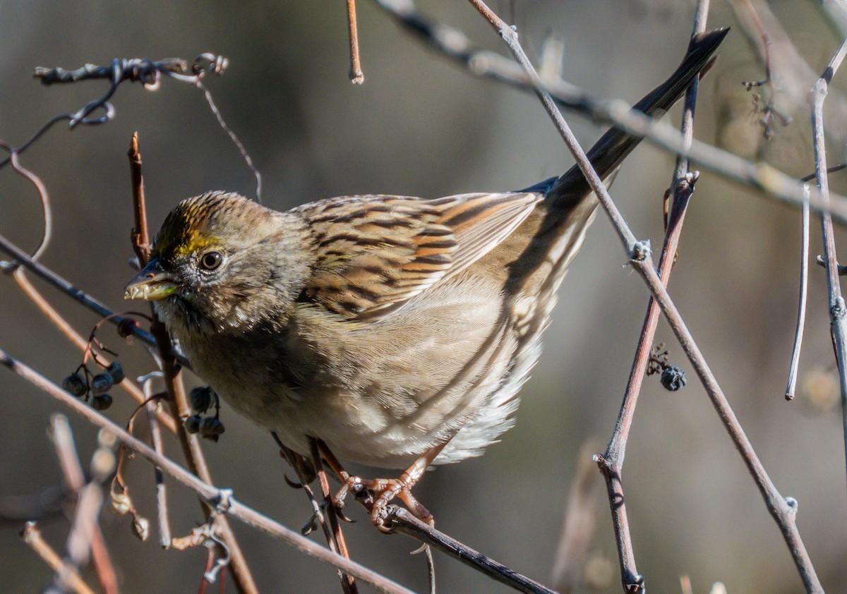Golden-crowned Sparrow - ML646729082