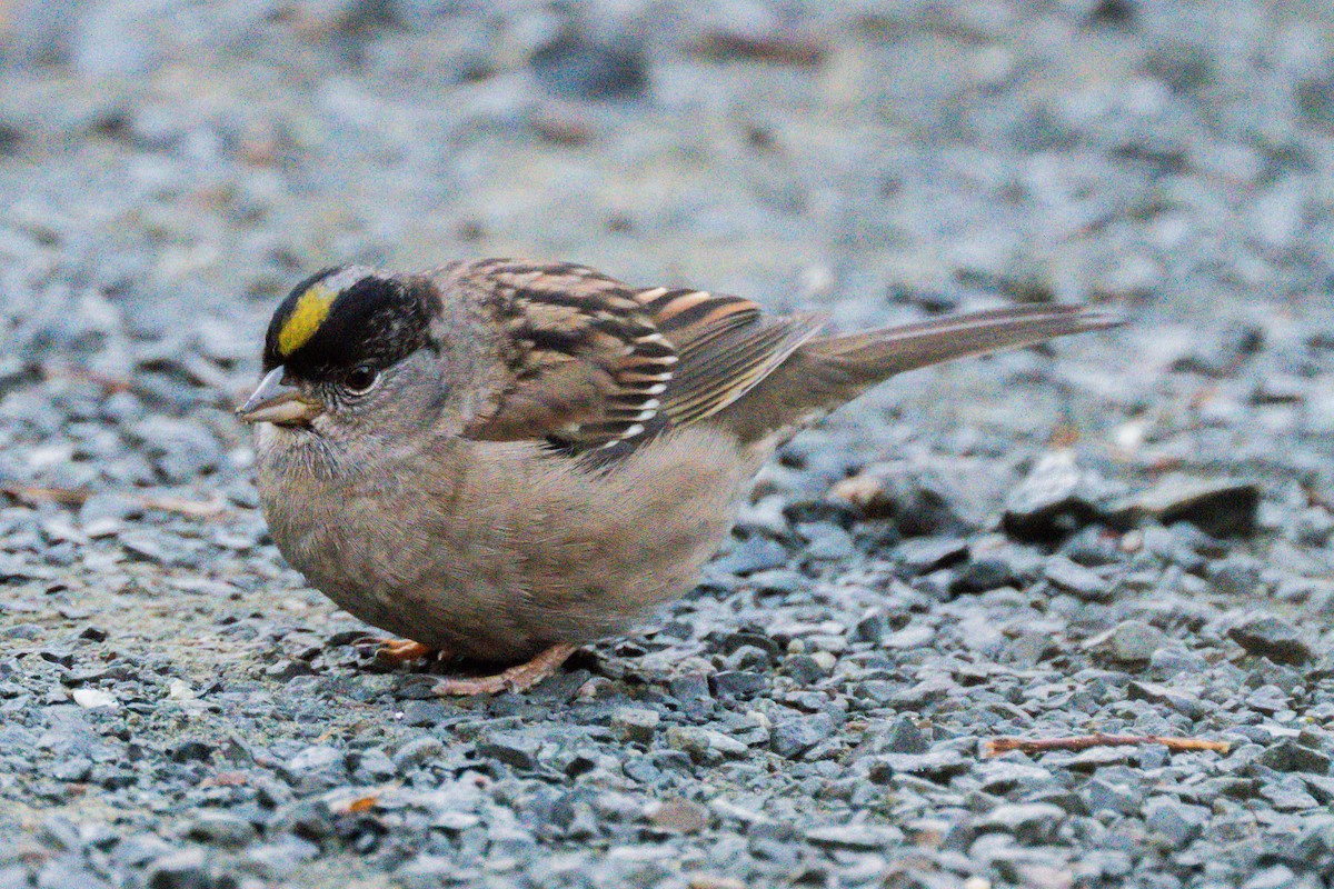 Golden-crowned Sparrow - ML646729083