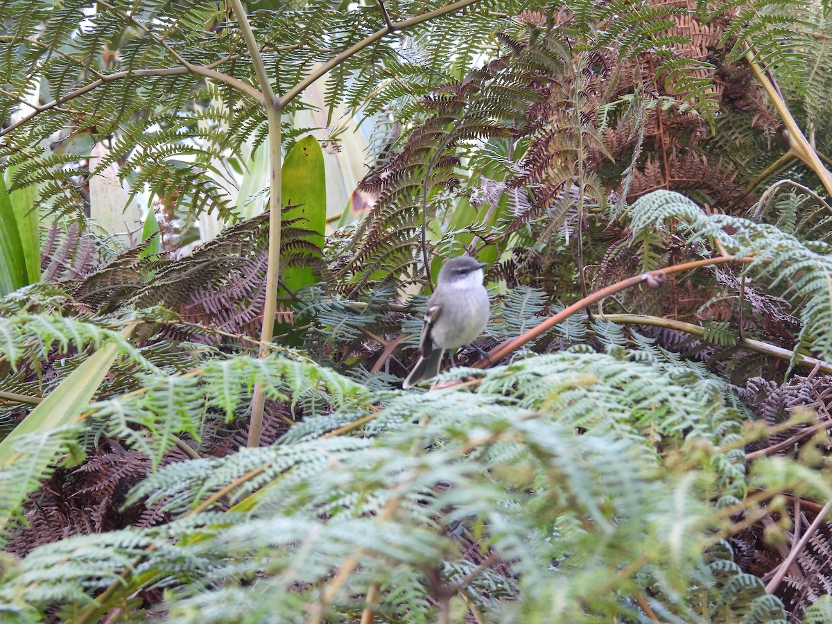 White-throated Tyrannulet - ML646729084