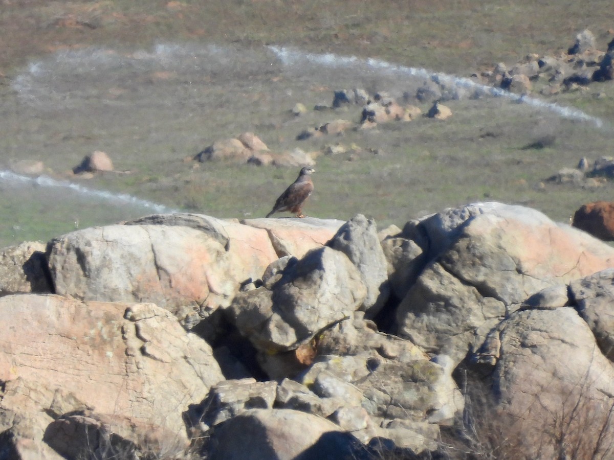 Busardo Herrumbroso - ML646729085