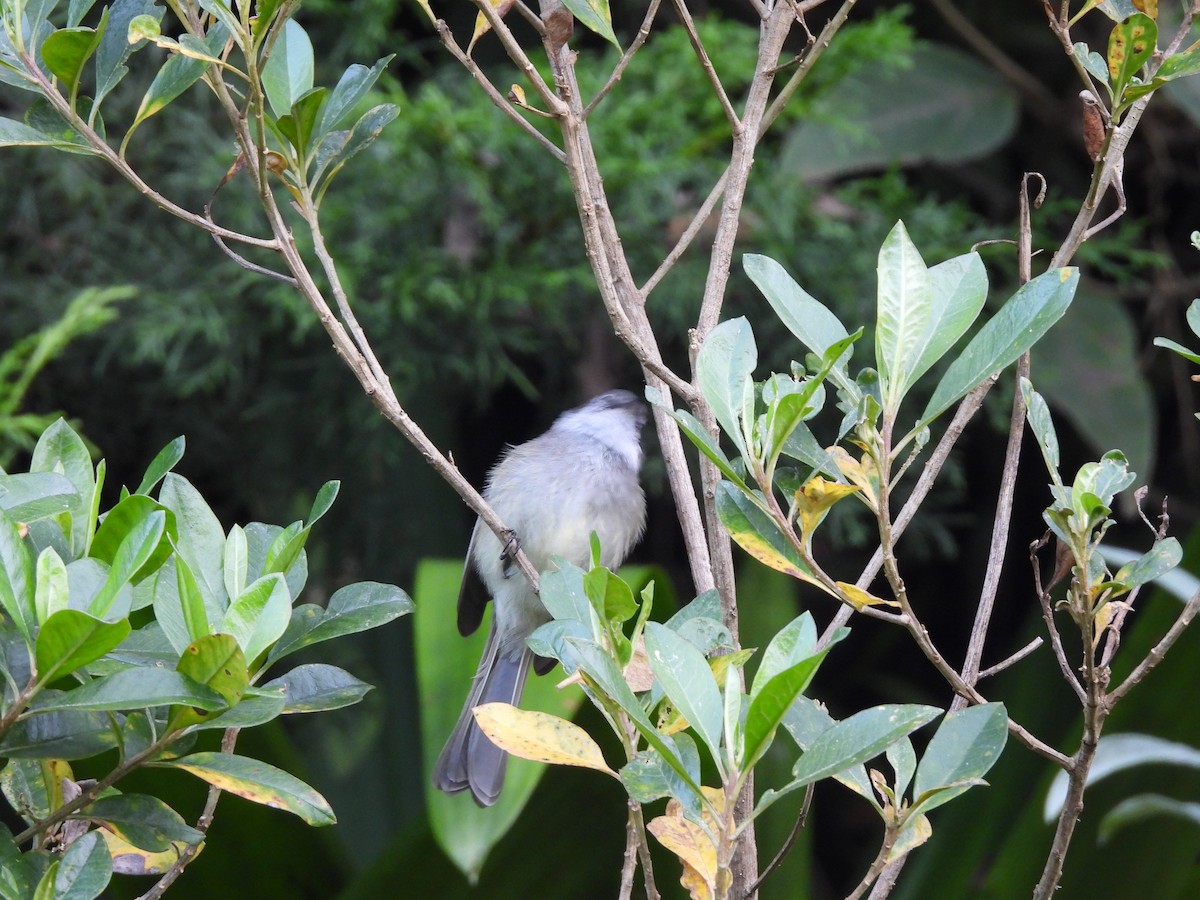 White-throated Tyrannulet - ML646729088