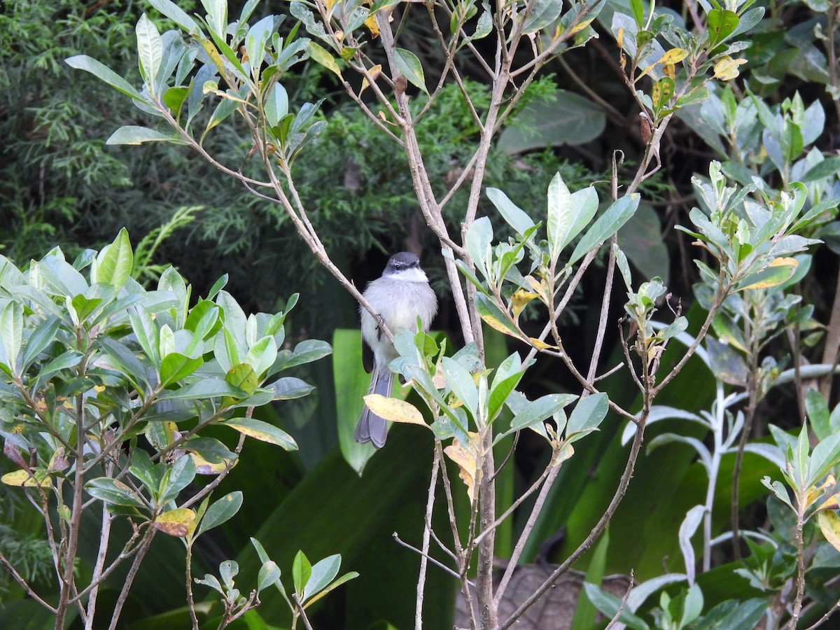 White-throated Tyrannulet - ML646729089