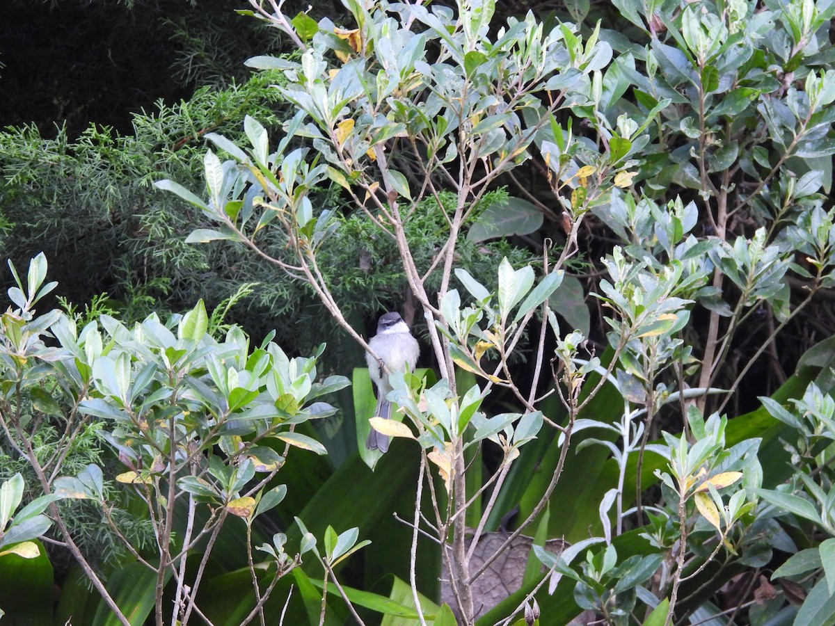 White-throated Tyrannulet - ML646729090