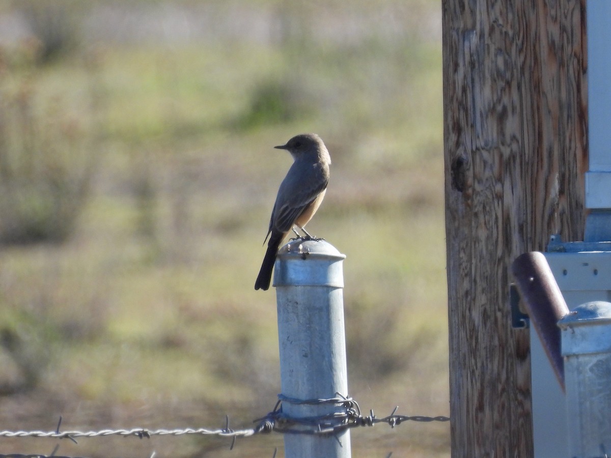 Mosquero Llanero - ML646729092