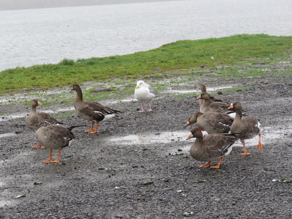 Greater White-fronted Goose - ML646729093