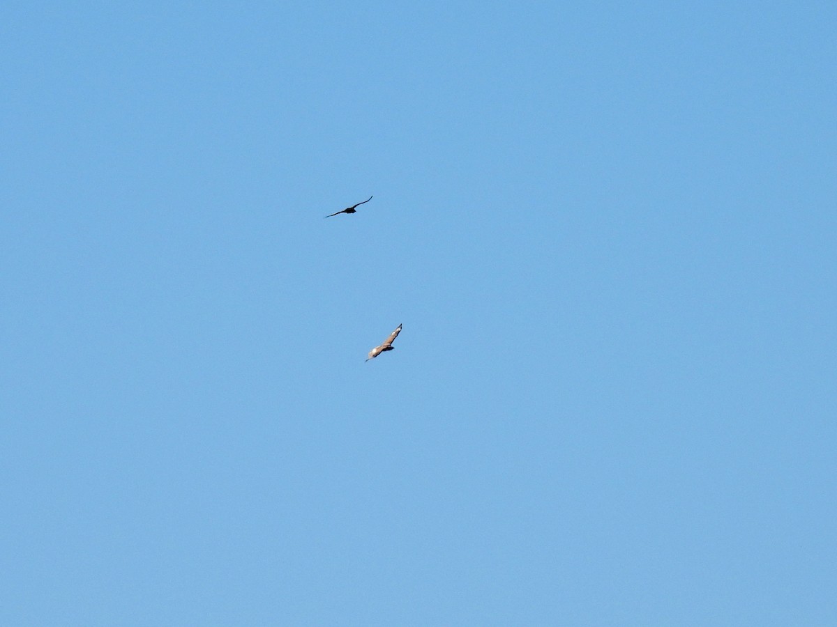 Busardo Herrumbroso - ML646729094