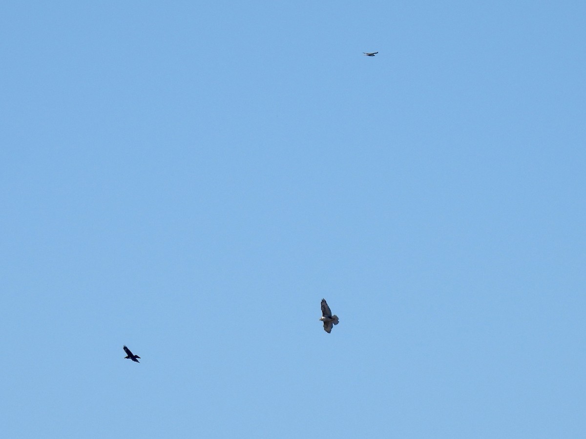 Busardo Herrumbroso - ML646729095