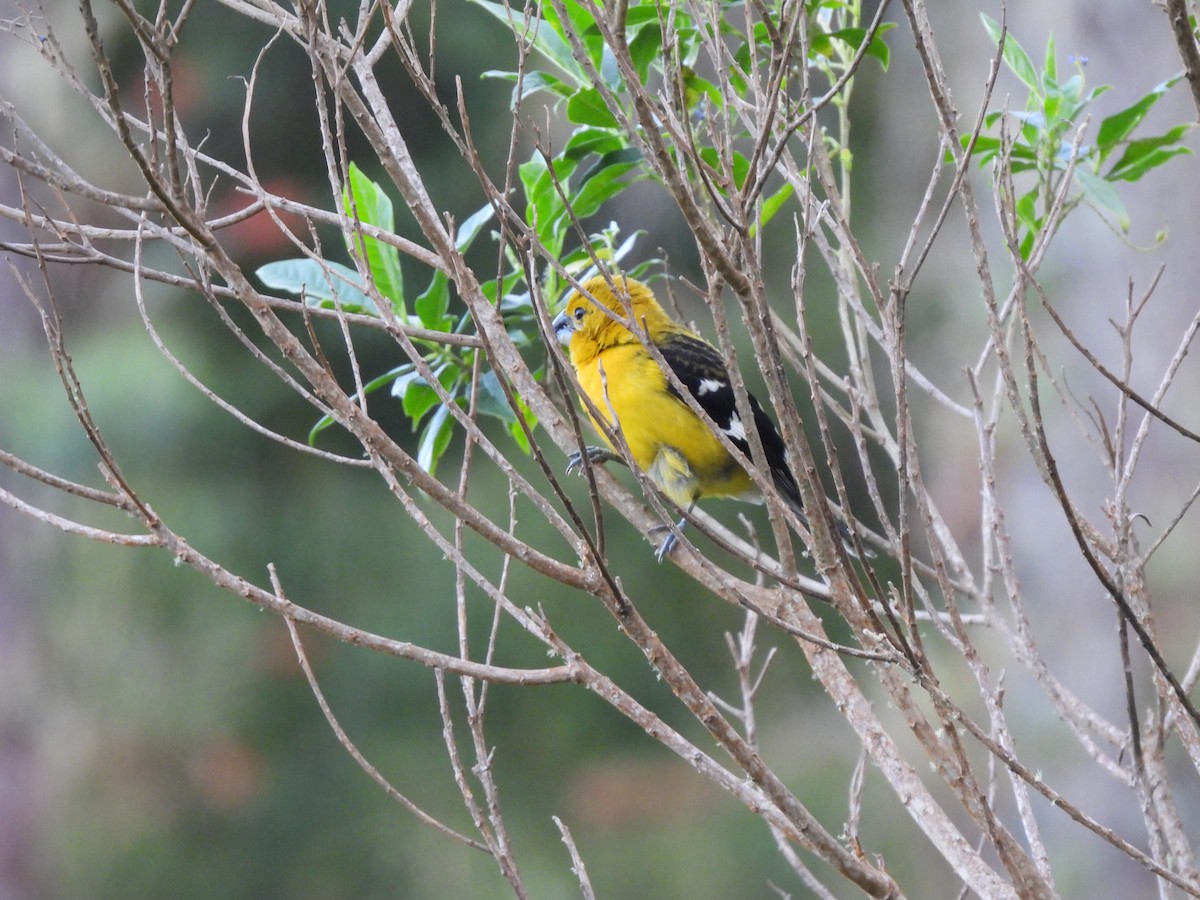 Golden Grosbeak - ML646729096