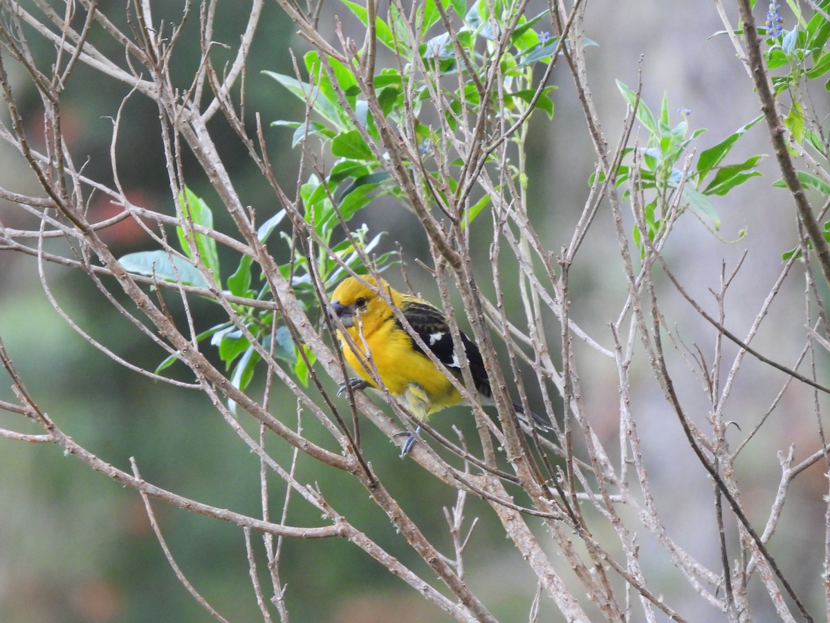 Golden Grosbeak - ML646729097