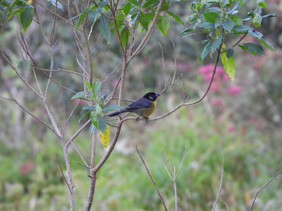 Santa Marta Brushfinch - ML646729099
