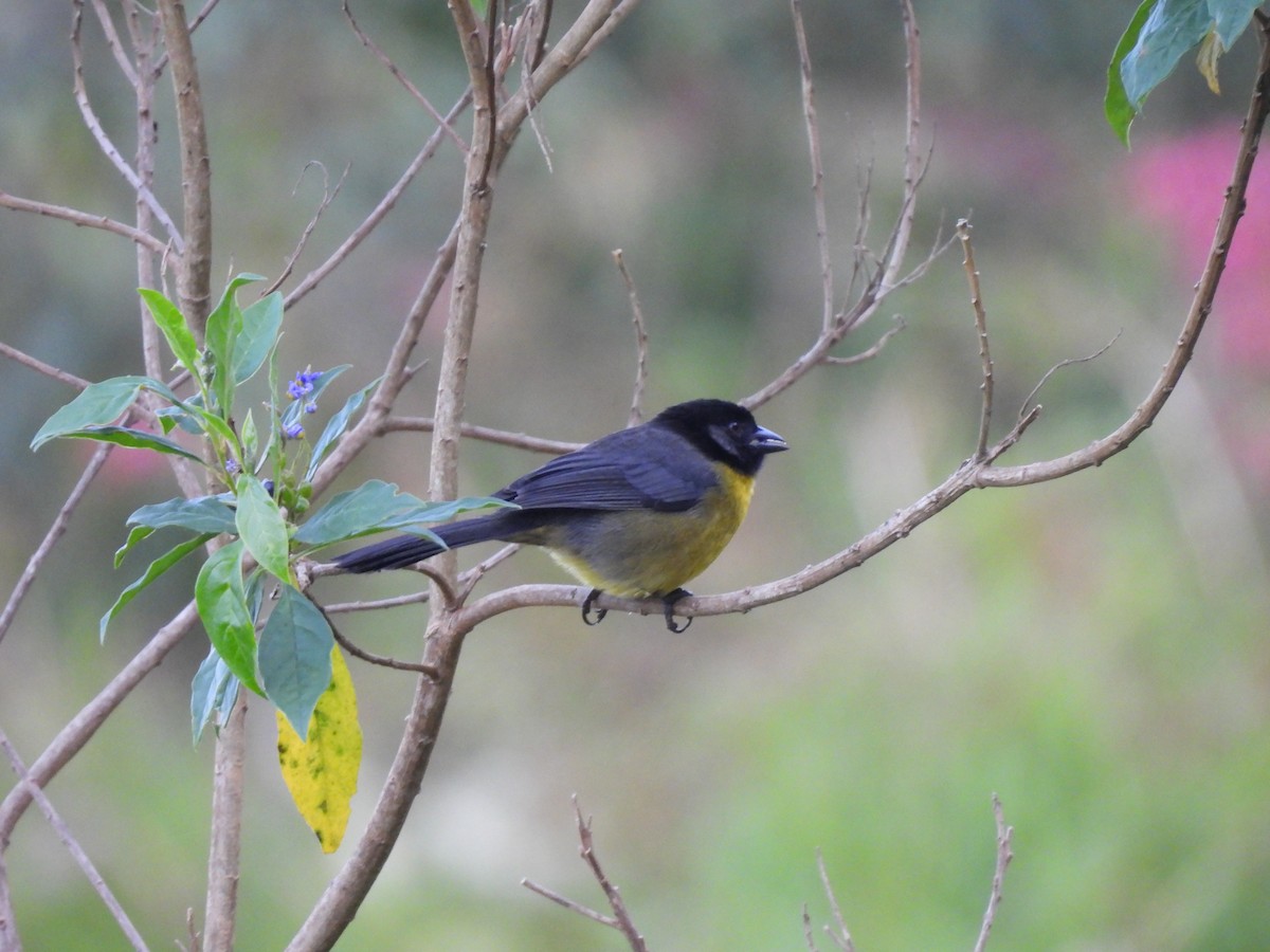 Santa Marta Brushfinch - ML646729100