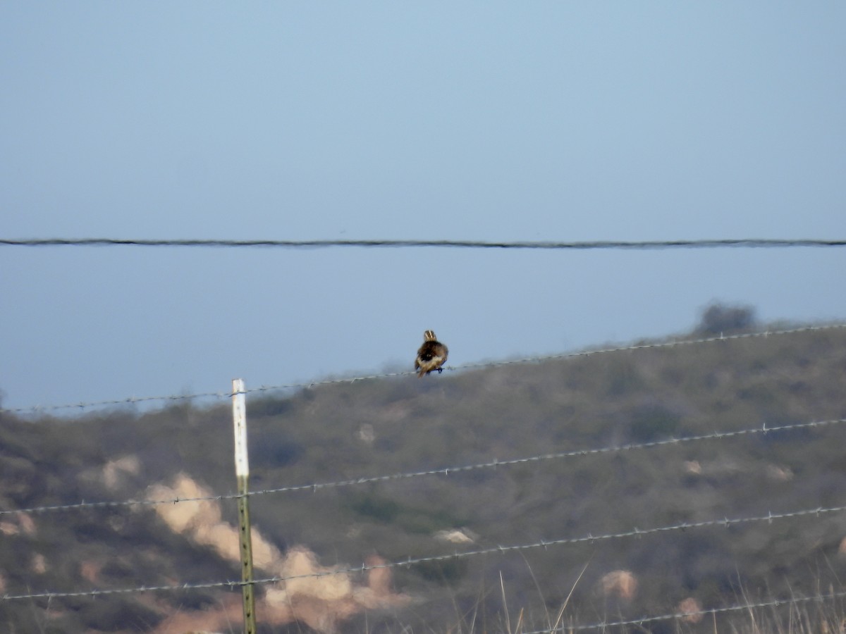 Pradero Occidental - ML646729101