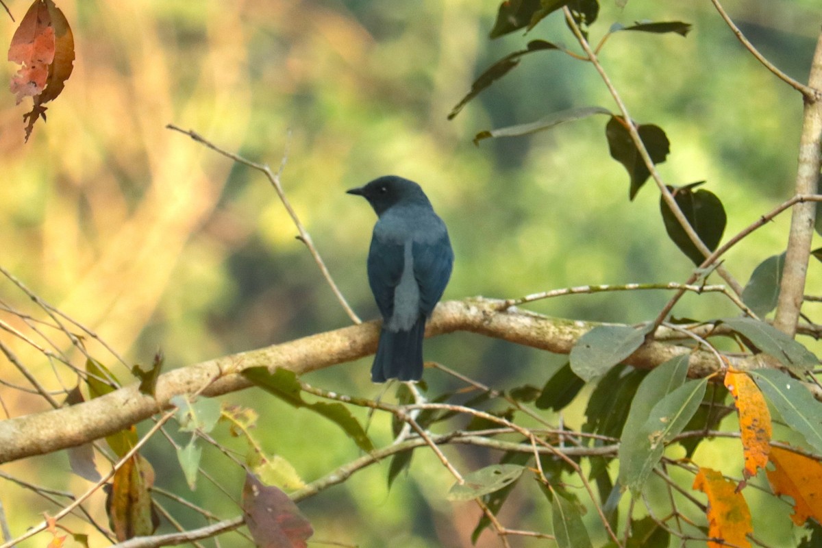 Black-winged Cuckooshrike - ML646729102