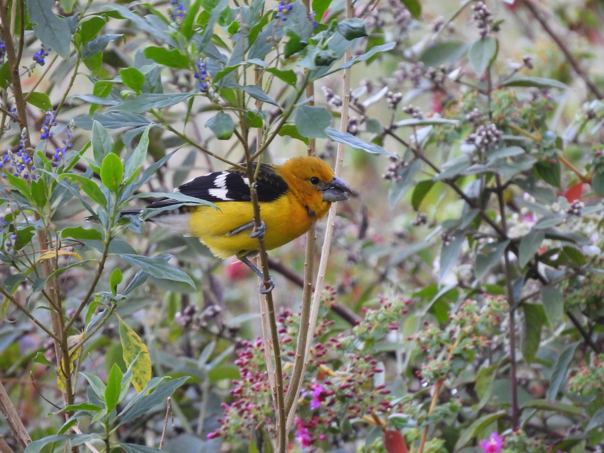 Golden Grosbeak - ML646729103
