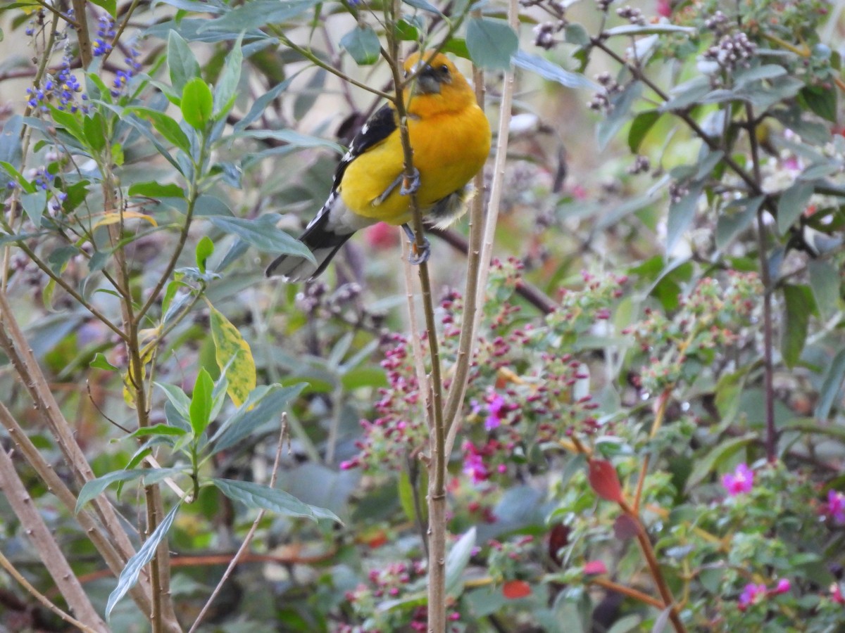 Golden Grosbeak - ML646729104