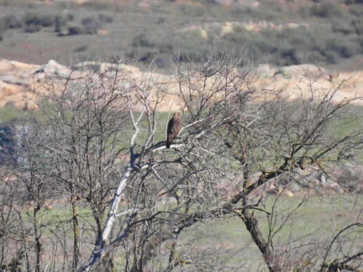 Busardo Colirrojo - ML646729107