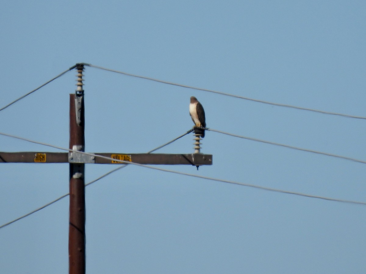 Busardo Colirrojo - ML646729108