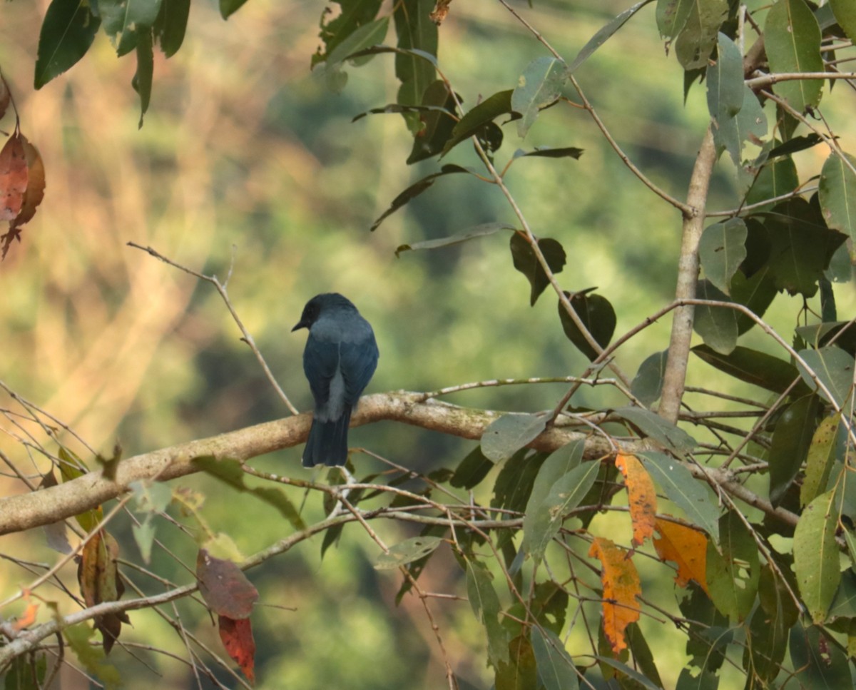 Black-winged Cuckooshrike - ML646729109