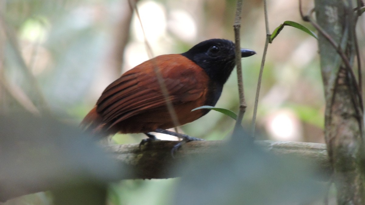 Cocha Antshrike - ML64672911