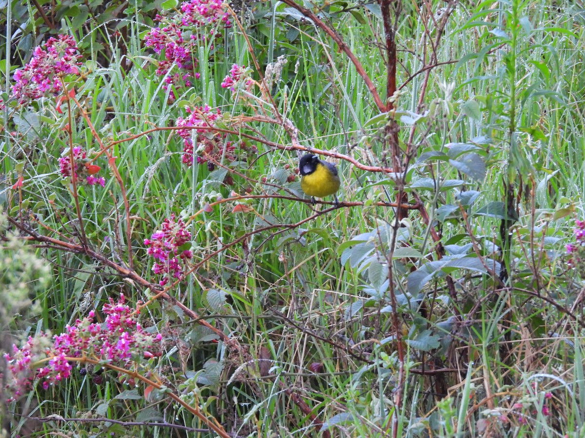 Santa Marta Brushfinch - ML646729111