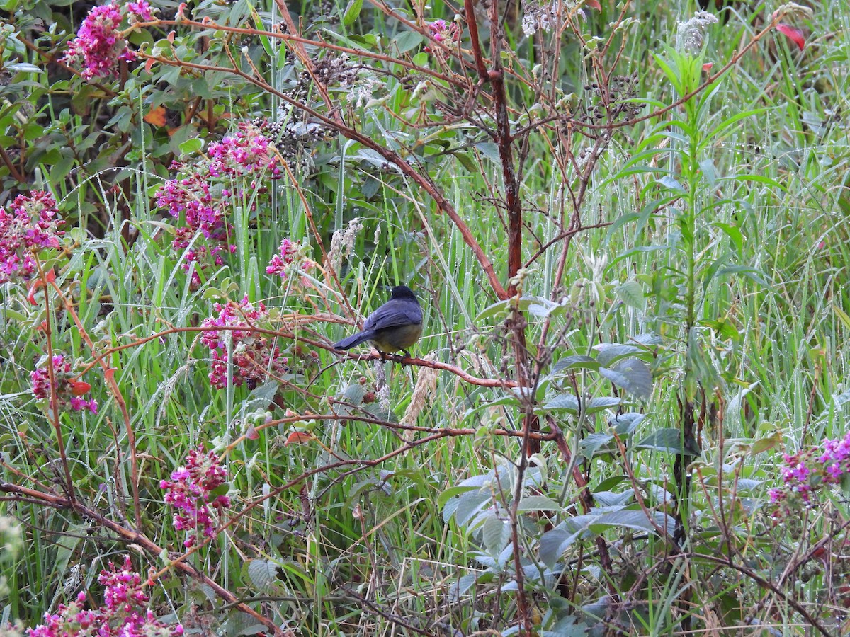 Santa Marta Brushfinch - ML646729112