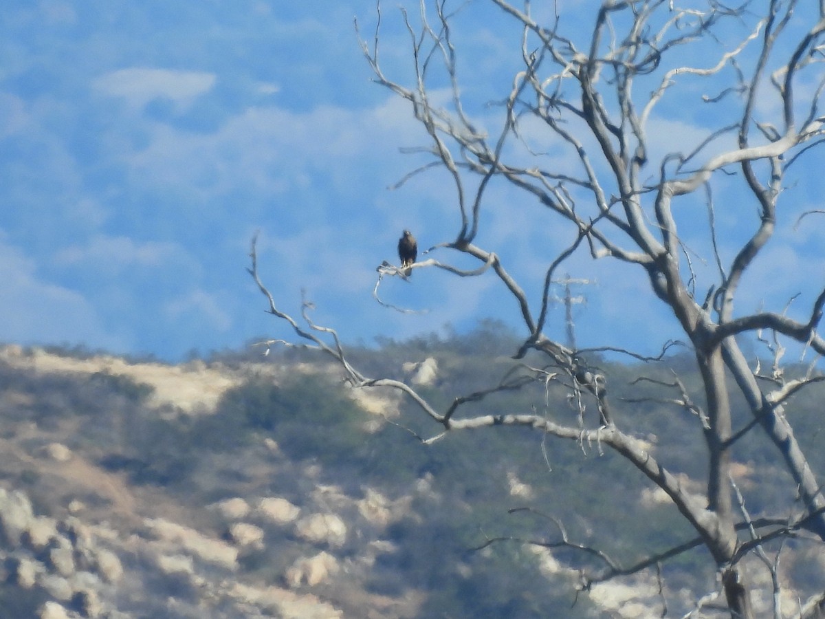 Busardo Colirrojo - ML646729113