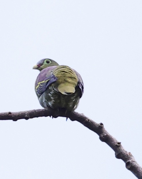 Thick-billed Green-Pigeon - ML646729114