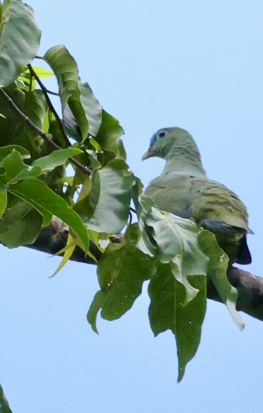 Thick-billed Green-Pigeon - ML646729115