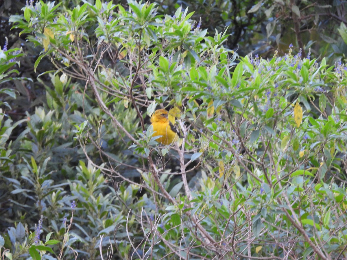 Golden Grosbeak - ML646729118