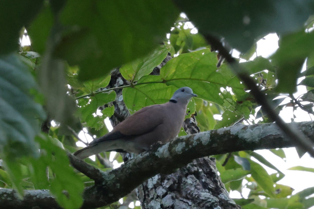 Usapal burugrisa - ML646729119