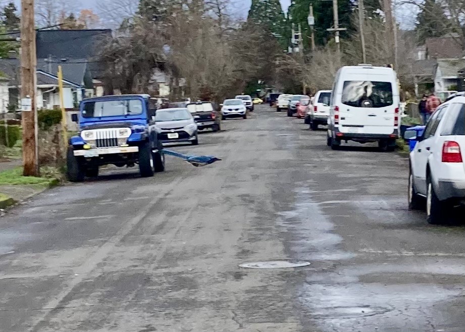 California Scrub-Jay - ML646729121