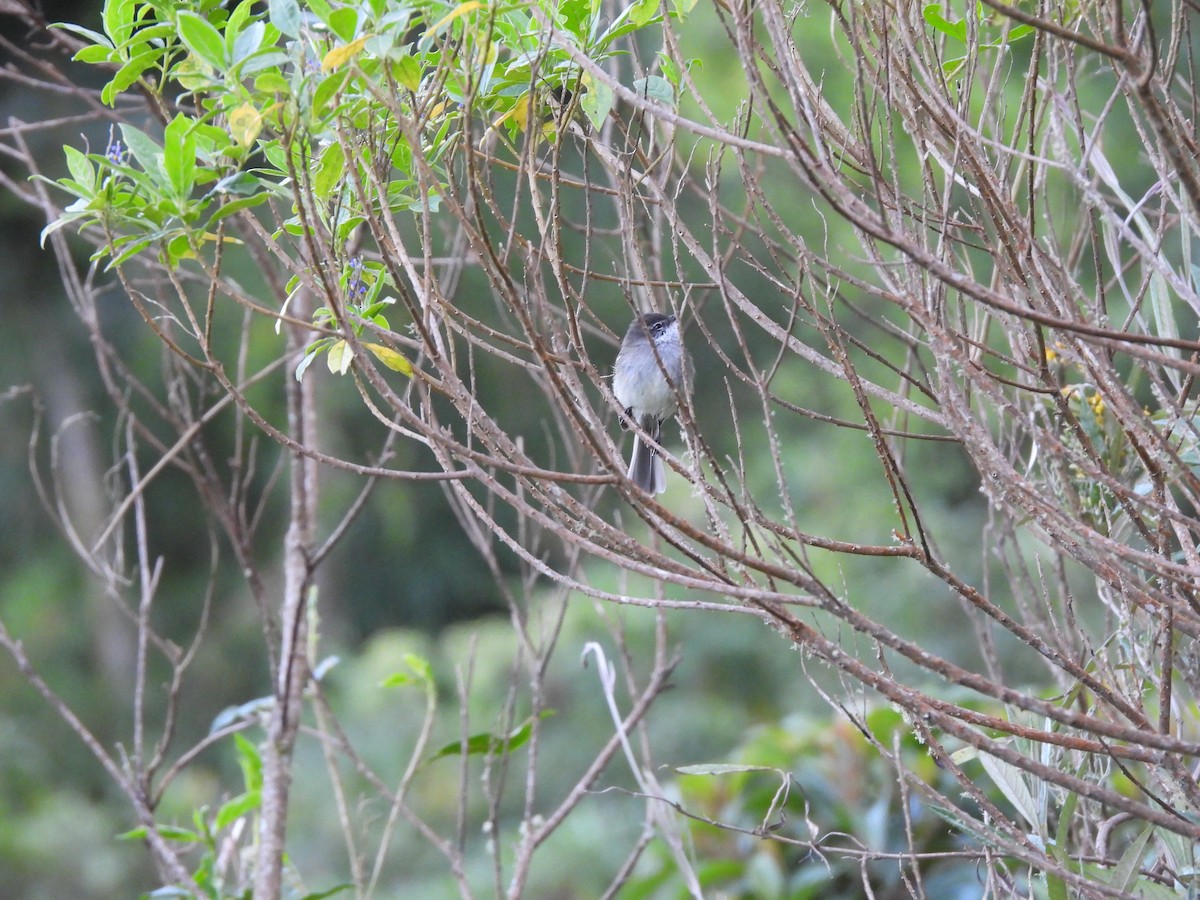 White-throated Tyrannulet - ML646729126