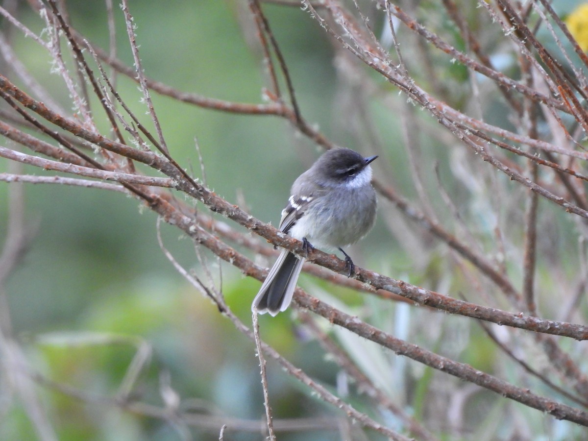 White-throated Tyrannulet - ML646729127