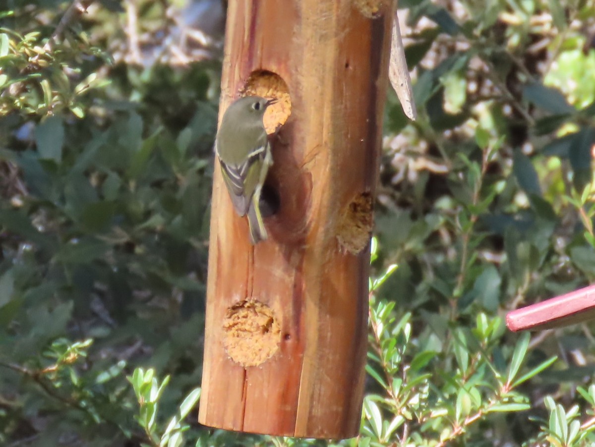 Ruby-crowned Kinglet - ML646729128