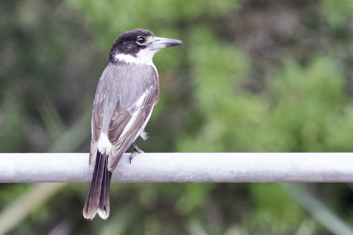 Gray Butcherbird - ML646729130