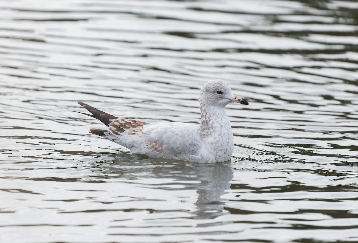Ring-billed Gull - ML646729132