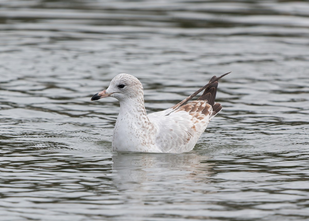 Ring-billed Gull - ML646729133