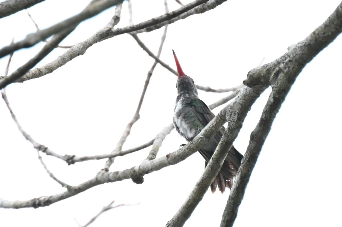 Glittering-throated Emerald - ML646729134
