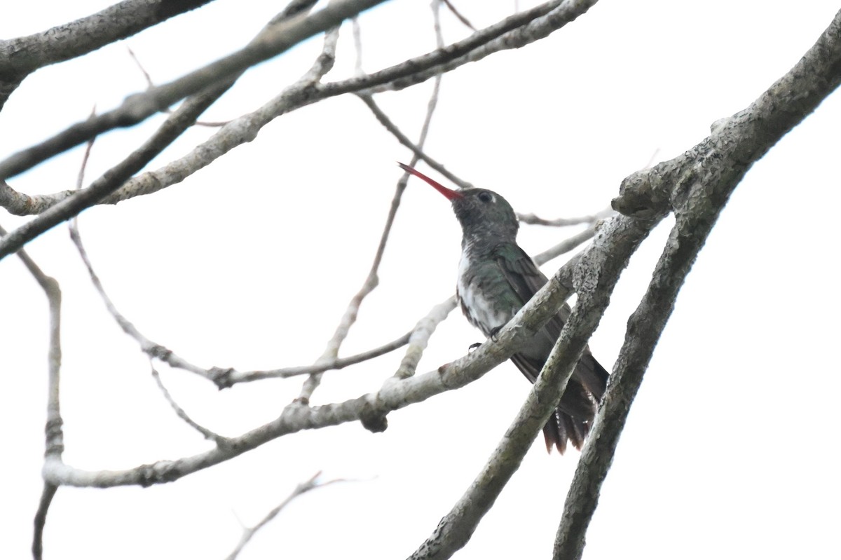 Glittering-throated Emerald - ML646729135