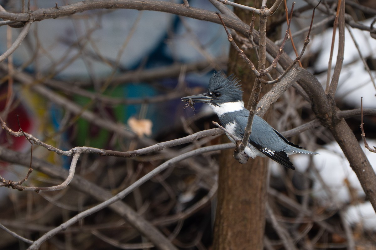 Belted Kingfisher - ML646729137
