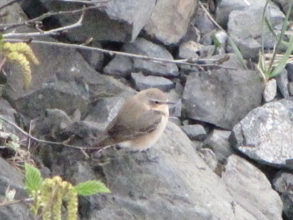 穗䳭 - ML646729138