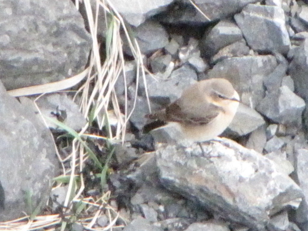 穗䳭 - ML646729139