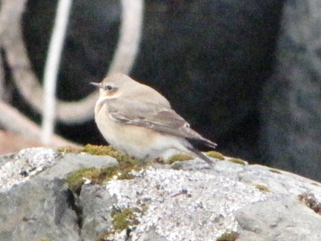 穗䳭 - ML646729140