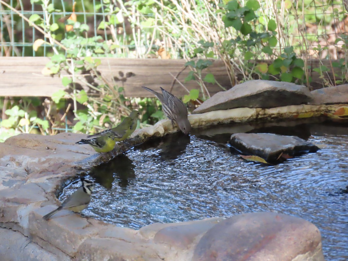 House Finch - ML646729143