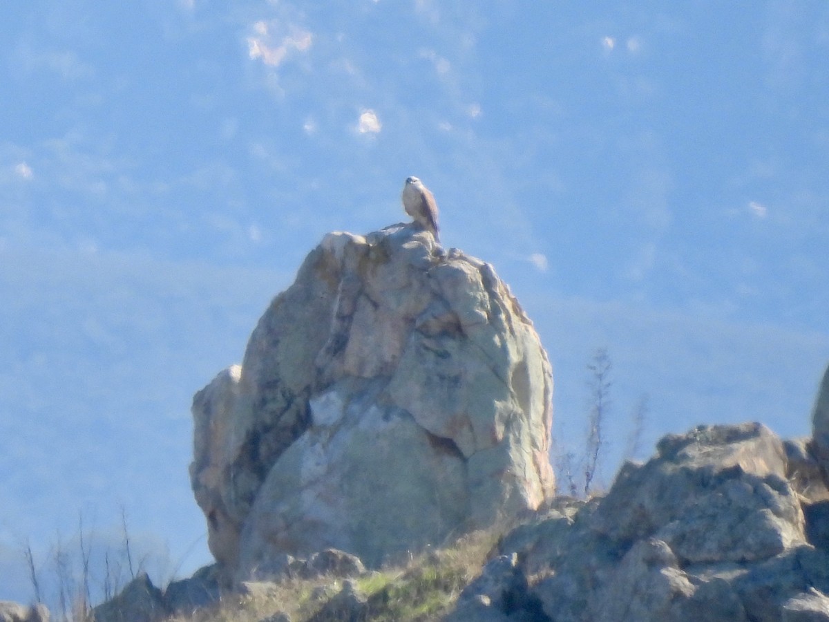 Ferruginous Hawk - ML646729144