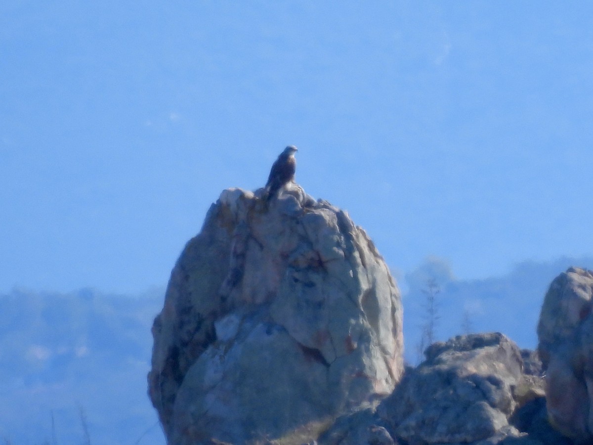 Ferruginous Hawk - ML646729146