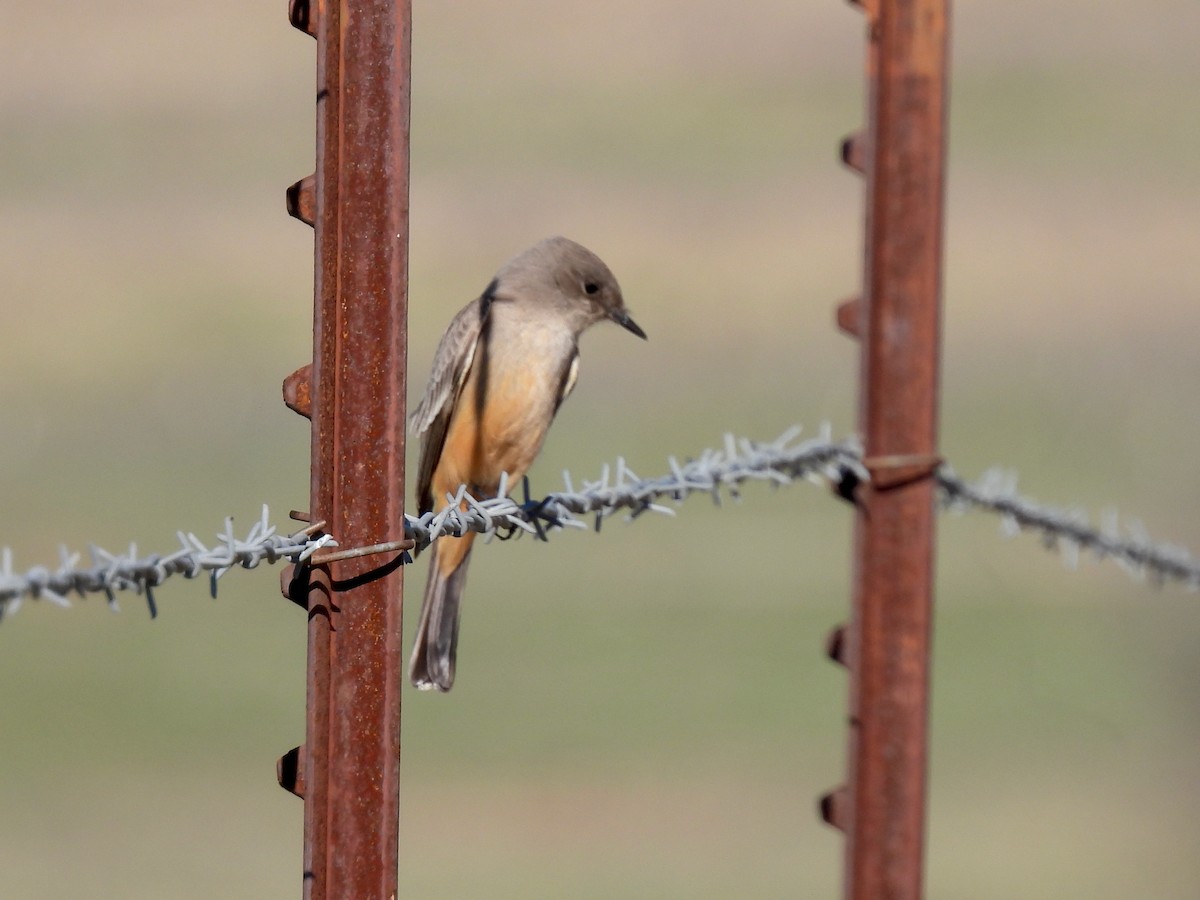 Say's Phoebe - ML646729147